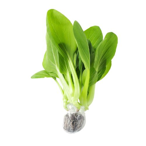 cai thia thuy canh  bok choy