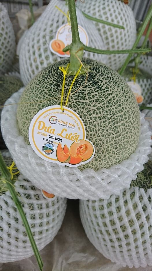 dua luoi thai lan