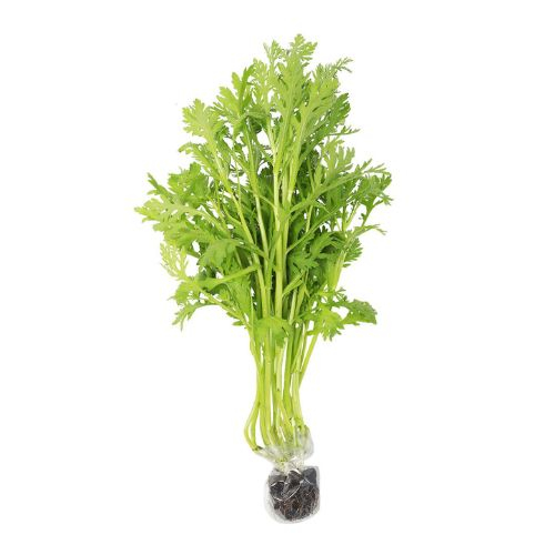 rau cai cuc thuy canh  tan o  100gr