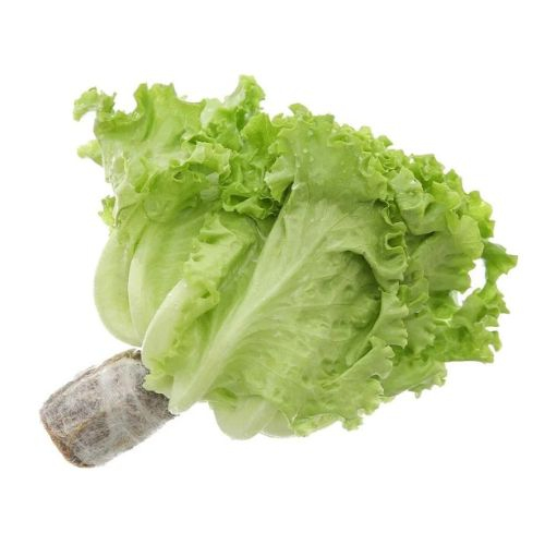 xa lach lo lo xanh thuy canh  lollo green salad