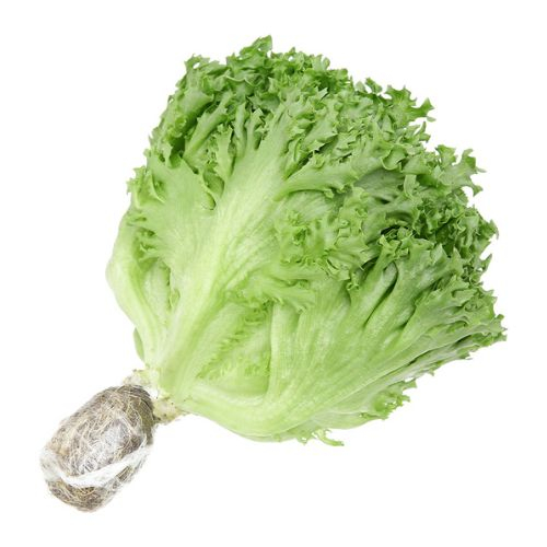 xa lach thuy tinh thuy canh  iceberg lettuce
